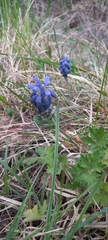 Muscari neglectum