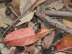 Eucorydia dasytoides