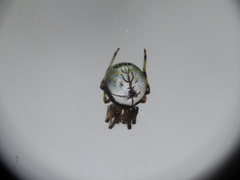 Bijoaraneus
