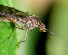 Sylvicola undulatus