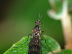 Sylvicola undulatus