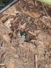 Eucorydia dasytoides