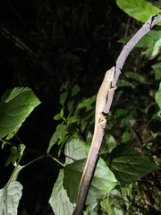 Pseudocalotes microlepis