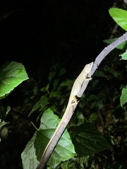 Pseudocalotes microlepis