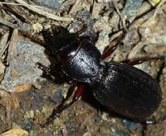 Mecodema sculpturatum