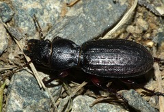 Mecodema sculpturatum