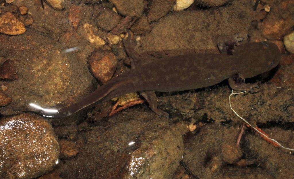 Idaho Giant Salamander in October 2021 by Aleta Quinn · iNaturalist