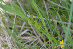 Carex flava
