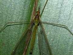 Leptotarsus albistigma