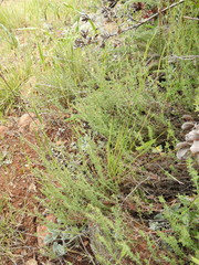 Galium bolanderi