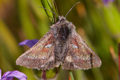 Schinia pulchripennis