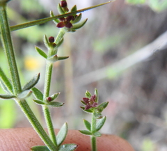 Galium bolanderi