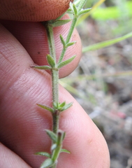 Galium bolanderi