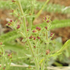 Galium bolanderi