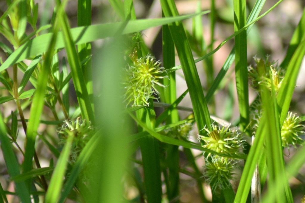 Greenstar Sedge