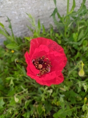 Papaver rhoeas