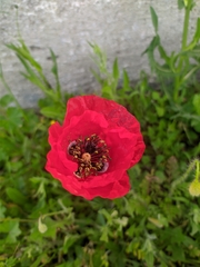 Papaver rhoeas