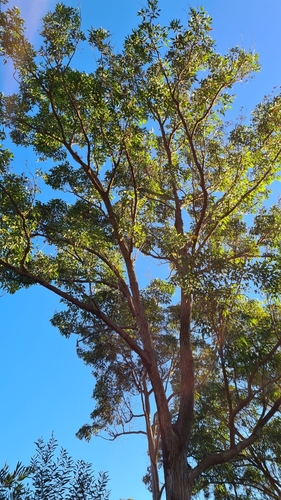 Eucalyptus robusta