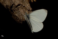 Pieris virginiensis