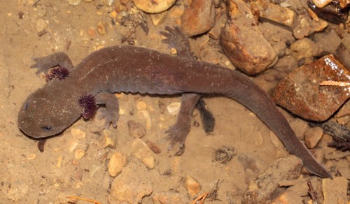 Idaho Giant Salamander