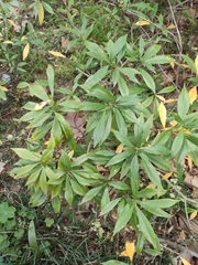 Gardenia stenophylla