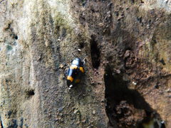 Aulacocheilus quadripustulatus