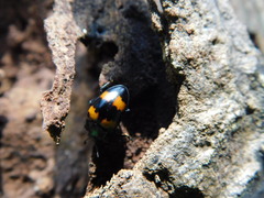 Aulacocheilus quadripustulatus