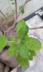 Pseudagrion decorum