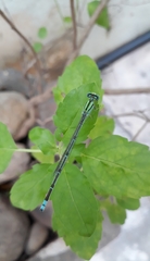 Pseudagrion decorum