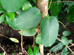 Vincetoxicum polyanthum