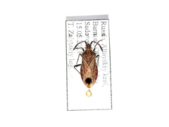 Ulmicola spinipes