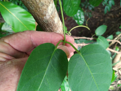 Vincetoxicum polyanthum