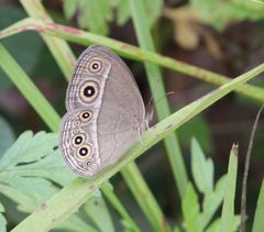 Brakefieldia simonsii