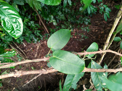 Vincetoxicum polyanthum
