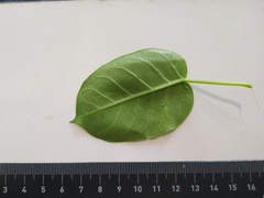 Vincetoxicum polyanthum