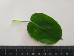 Vincetoxicum polyanthum