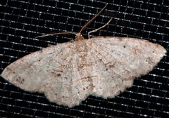 Melanolophia signataria