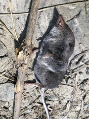 Sorex trowbridgii
