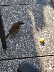 Passer domesticus