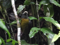 Mitrospingus cassinii