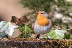 Erithacus rubecula