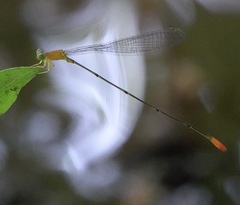 Teinobasis filiformis