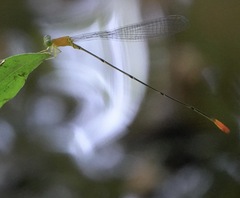 Teinobasis filiformis
