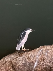 Nycticorax nycticorax