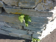 Anthriscus cerefolium