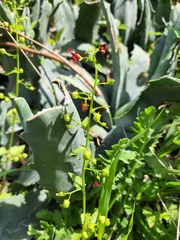 Scrophularia peregrina