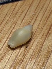 Austroginella muscaria