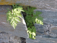 Anthriscus cerefolium