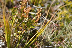 Gaultheria colensoi
