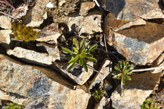 Wahlenbergia pygmaea pygmaea